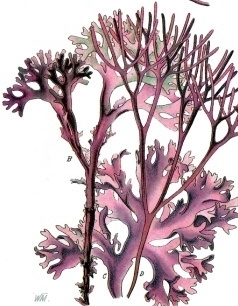 Chondrus crispus.jpg